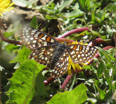 Euphydryas editha