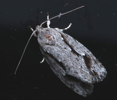 Agriophara confertella