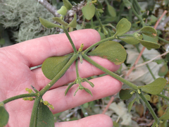 Phoradendron villosum