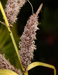 Carex barbarae