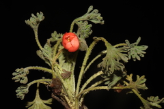 Nototriche coccinea