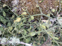 Phoradendron villosum