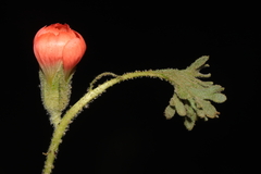 Nototriche coccinea