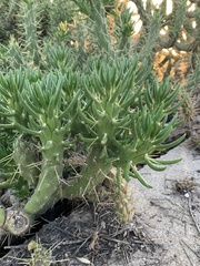 Austrocylindropuntia
