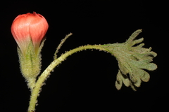 Nototriche coccinea