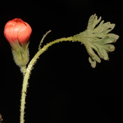 Nototriche coccinea