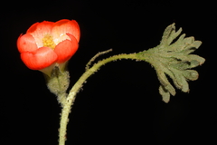 Nototriche coccinea