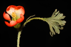 Nototriche coccinea