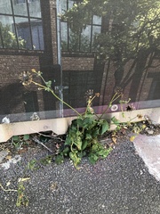 Bidens pilosa
