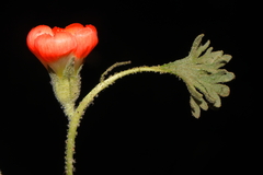Nototriche coccinea