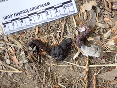 Urocyon cinereoargenteus