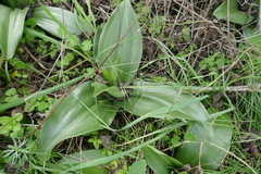 Himantoglossum robertianum