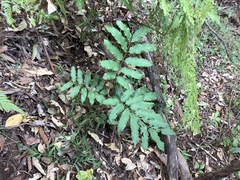 Cupaniopsis newmanii