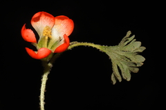 Nototriche coccinea