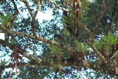 Turdus plebejus