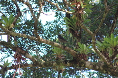 Turdus plebejus