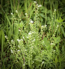 Myosotis verna