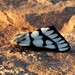 Griffin's Sheep Moth - Photo (c) Chandler Sonafrank, some rights reserved (CC BY-NC), uploaded by Chandler Sonafrank