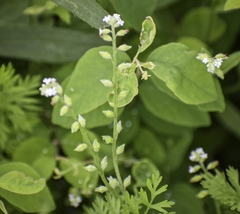 Myosotis verna