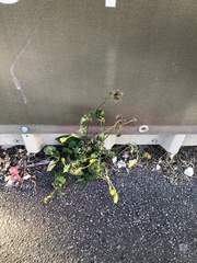 Bidens pilosa