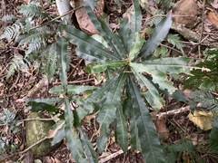 Macadamia tetraphylla