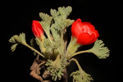 Nototriche coccinea