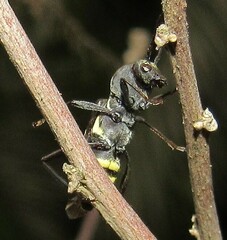 Mecometopus centurio