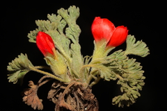Nototriche coccinea