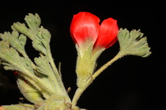 Nototriche coccinea