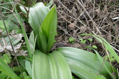 Himantoglossum robertianum