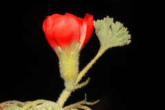 Nototriche coccinea