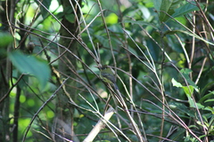 Empidonax flavescens