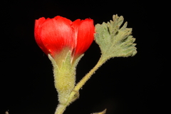 Nototriche coccinea