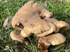 Armillaria mellea