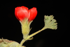 Nototriche coccinea