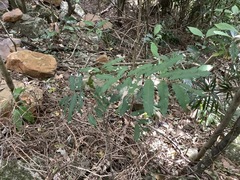 Cupaniopsis newmanii