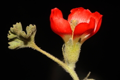 Nototriche coccinea