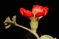 Nototriche coccinea