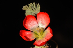 Nototriche coccinea
