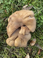 Armillaria mellea