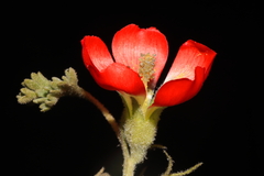 Nototriche coccinea