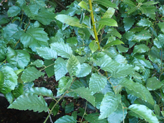 Alnus rhombifolia