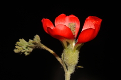 Nototriche coccinea
