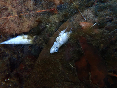 Gasterosteus aculeatus