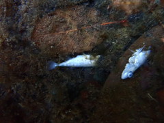 Gasterosteus aculeatus