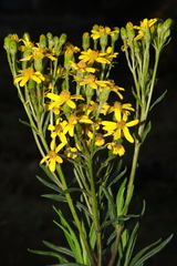 Senecio ferreyrae