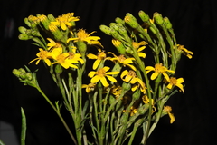 Senecio ferreyrae