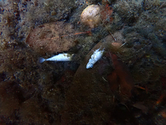 Gasterosteus aculeatus