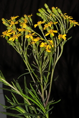 Senecio ferreyrae