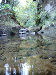 Gasterosteus aculeatus